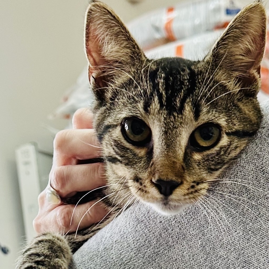 Enlarge Pepper, a Adoptable mixed breed in Nyack, NY image 5/6