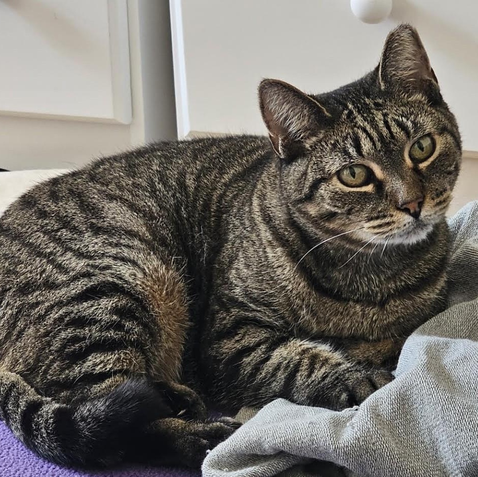 Cindy, a ADOPTABLE Domestic Short Hair in Brooklyn, NY image 2/4