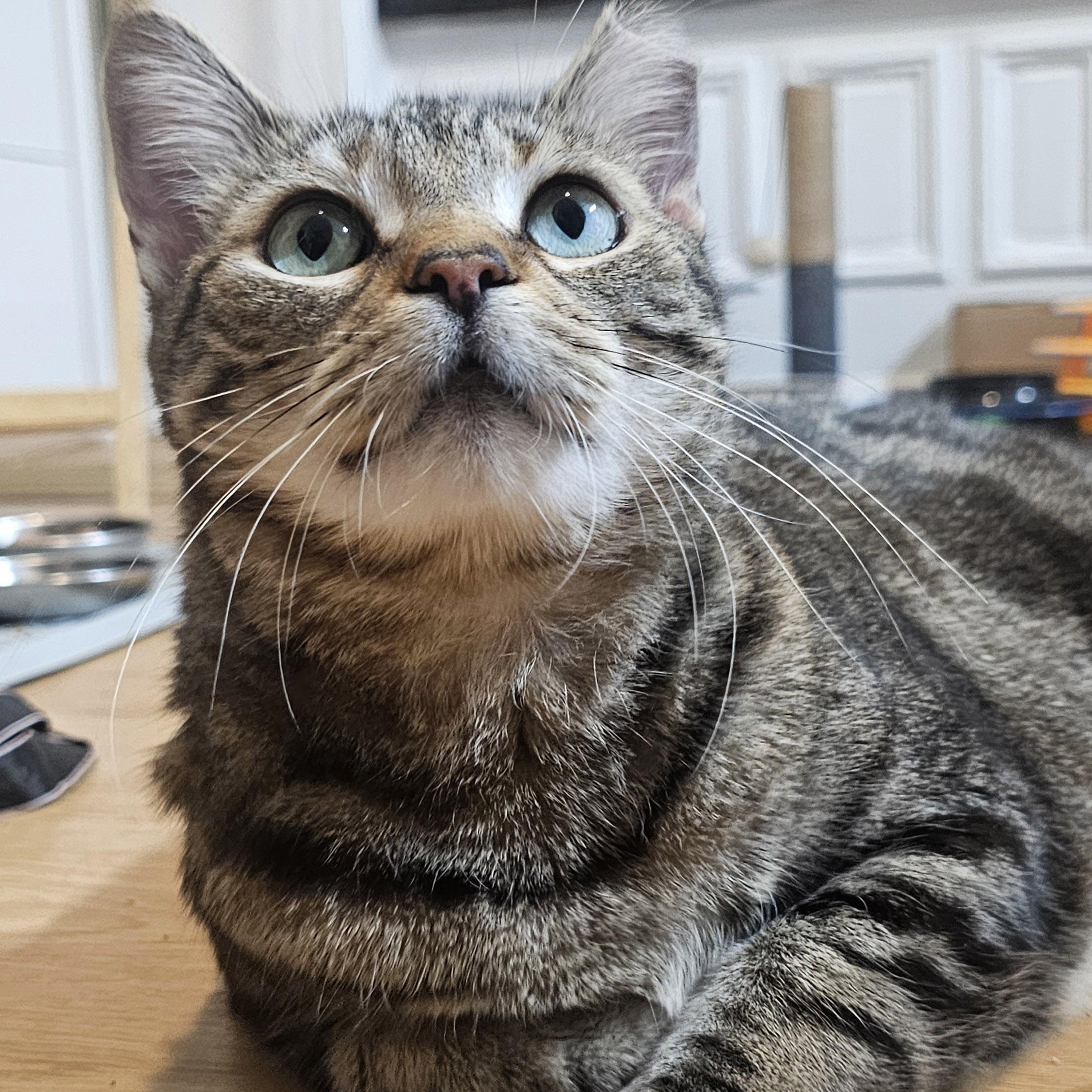 Cindy, a ADOPTABLE Domestic Short Hair in Brooklyn, NY image 1/4