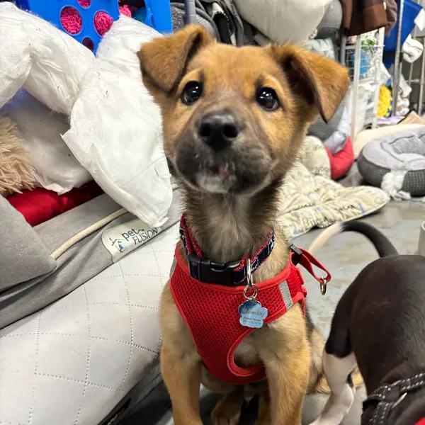 Enlarge Alvin, a ADOPTABLE mixed breed in Mount Pleasant, SC image 1/1