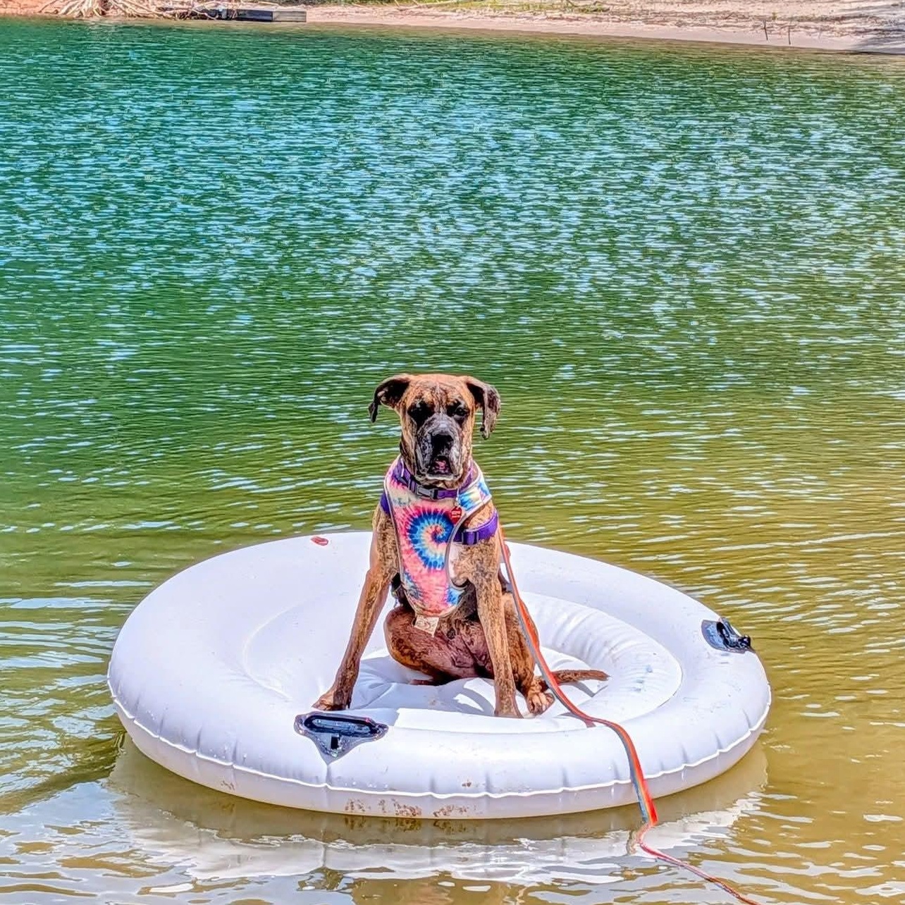 Dolly, a ADOPTABLE mixed breed in Buford, GA image 1/6