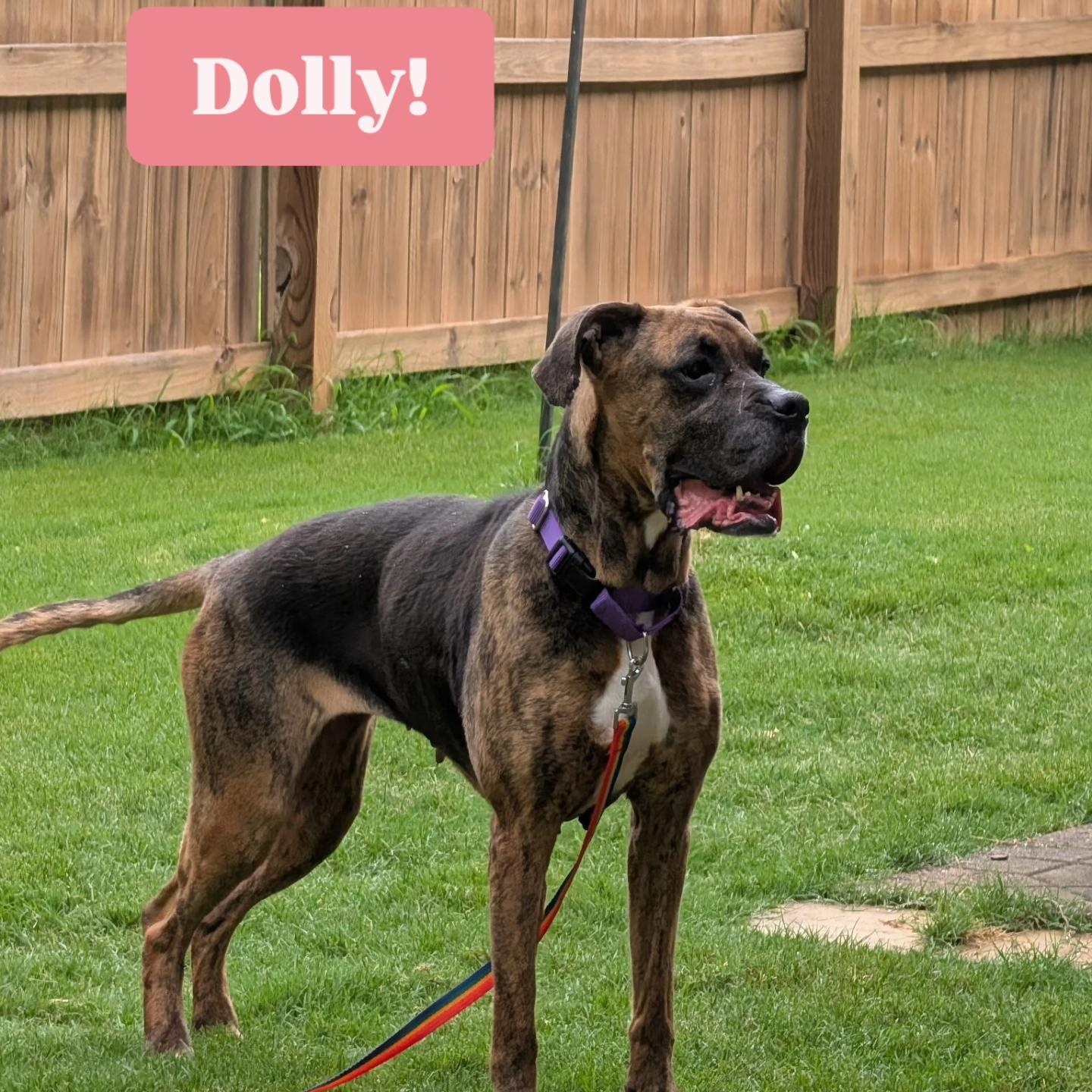 Dolly, a ADOPTABLE mixed breed in Buford, GA image 2/6