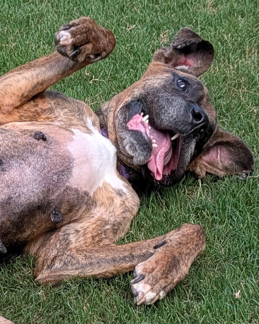 Dolly, a ADOPTABLE mixed breed in Buford, GA image 5/6