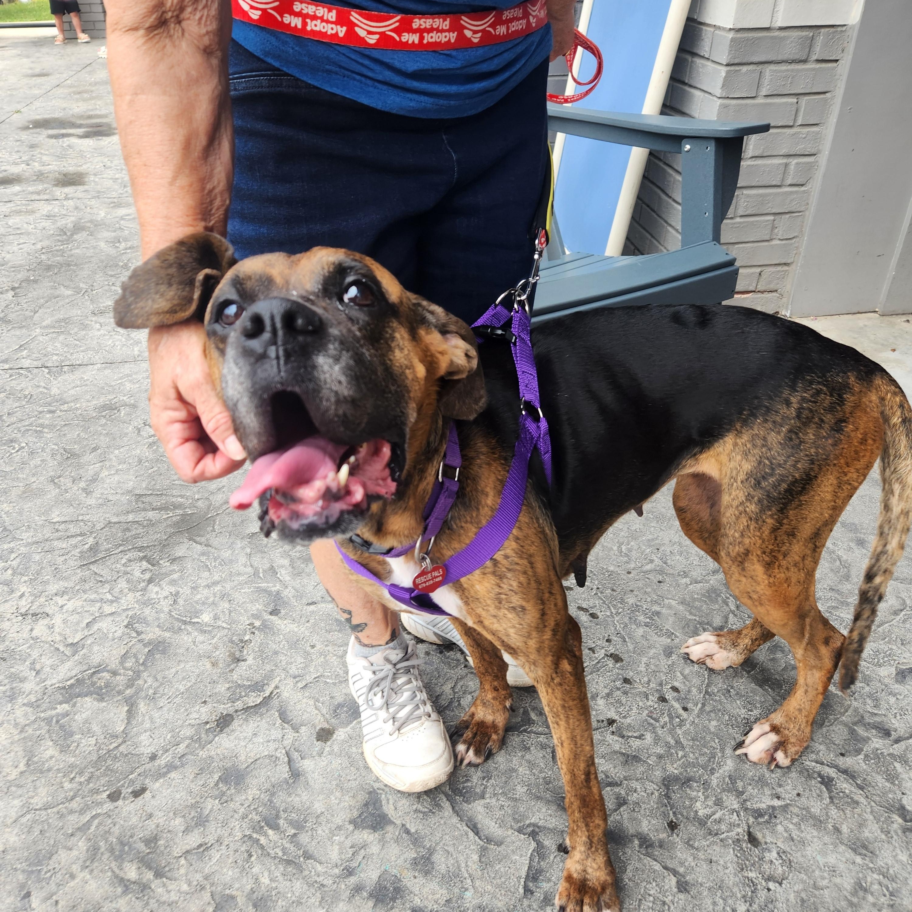 Dolly, a ADOPTABLE mixed breed in Buford, GA image 4/6