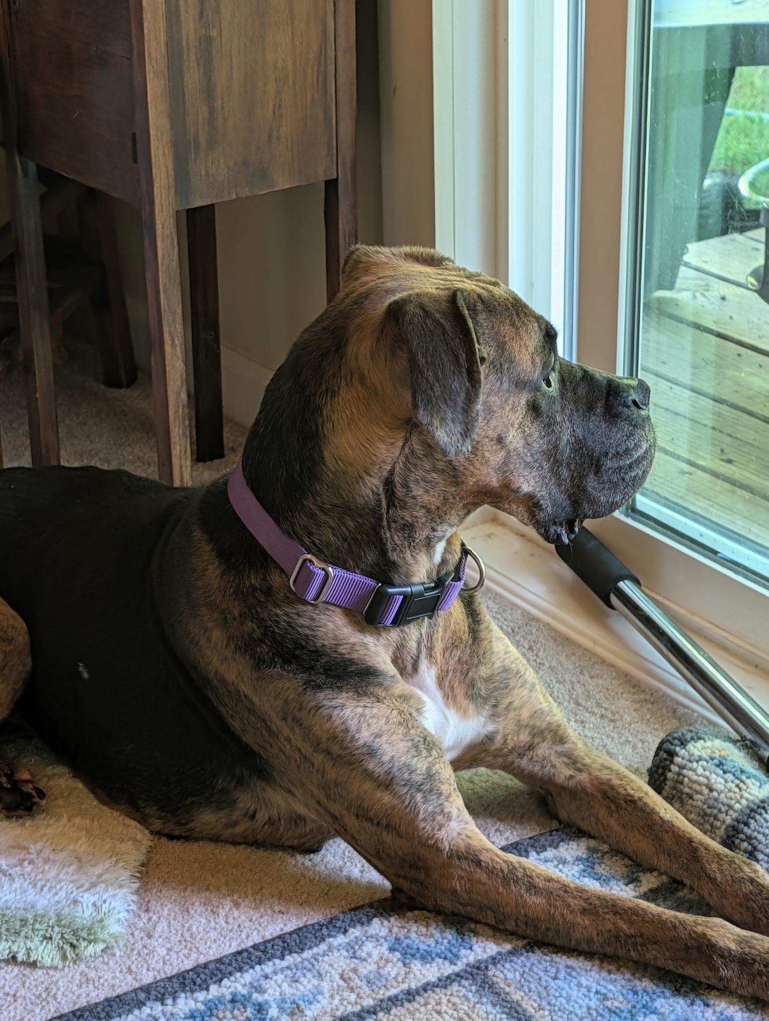 Dolly, a ADOPTABLE mixed breed in Buford, GA image 3/6