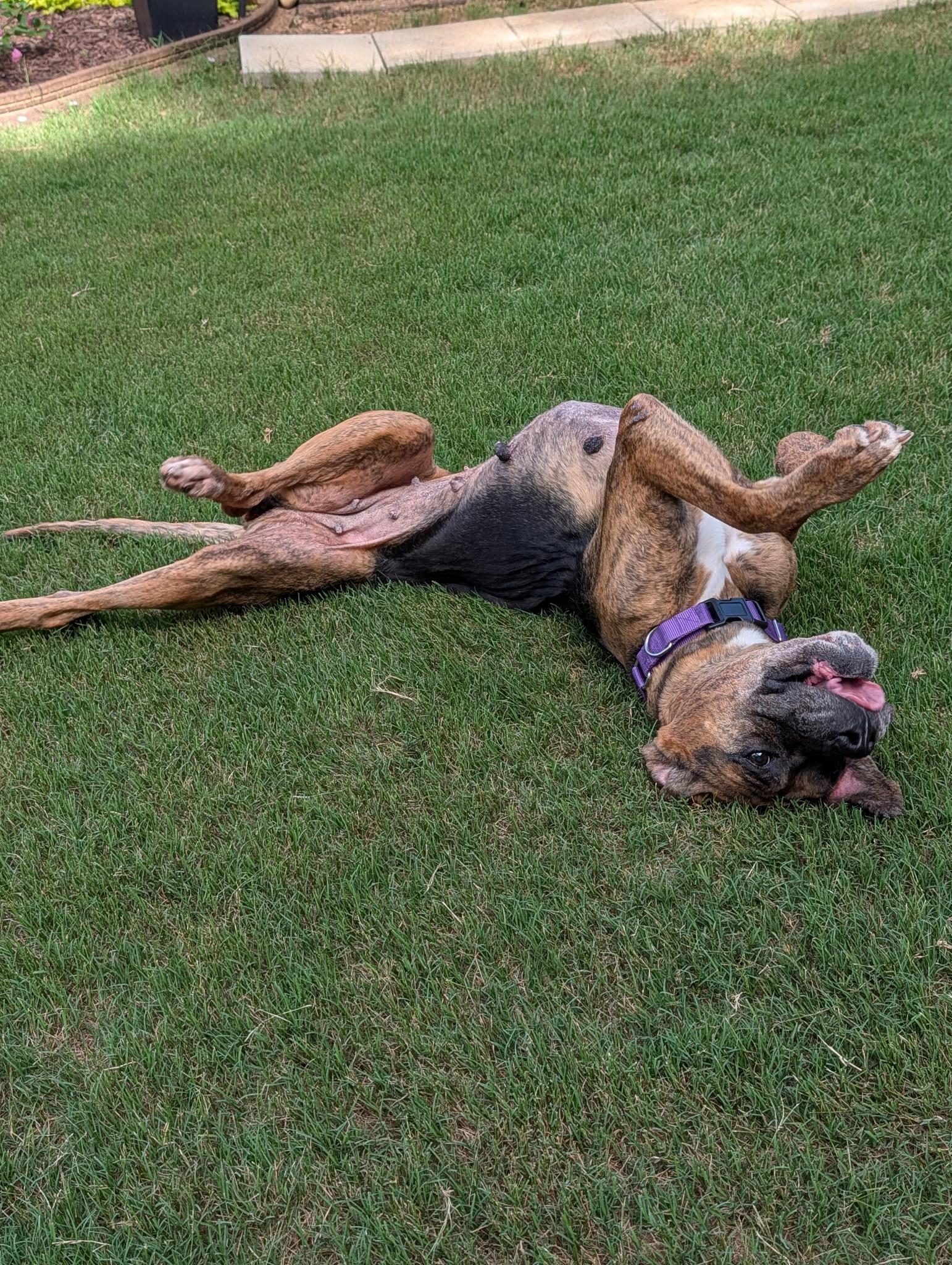 Dolly, a ADOPTABLE mixed breed in Buford, GA image 6/6