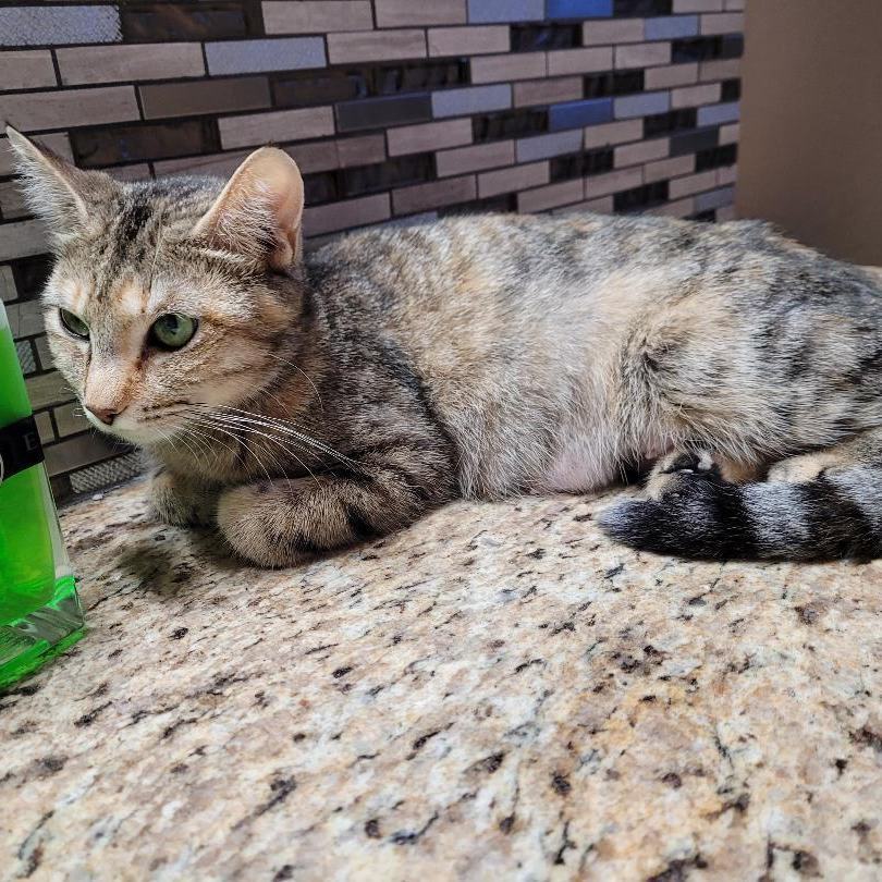 Cat for adoption Jasmin, a Tabby in Escalon, CA Petfinder