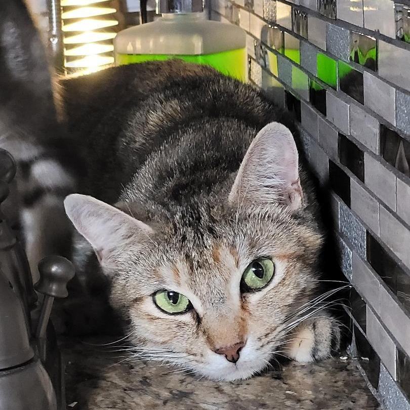 JASMN, a Adoptable Tabby in Escalon, CA image 1/17