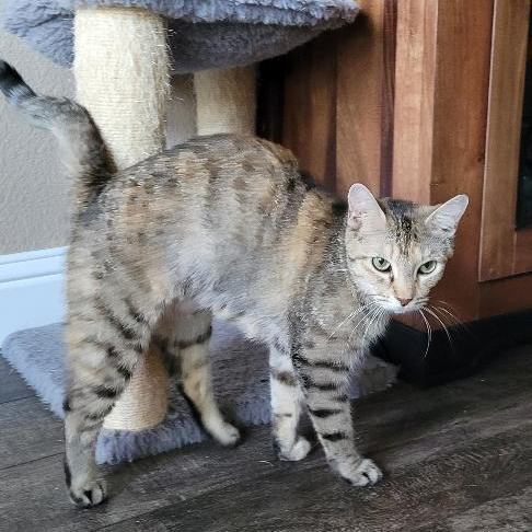 Enlarge JASMN, a Adoptable Tabby in Escalon, CA image 14/17