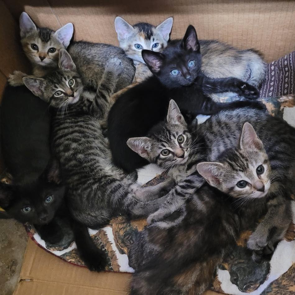 Enlarge JASMN, a Adoptable Tabby in Escalon, CA image 15/17