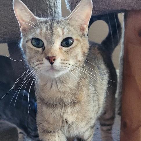 Enlarge JASMN, a Adoptable Tabby in Escalon, CA image 16/17