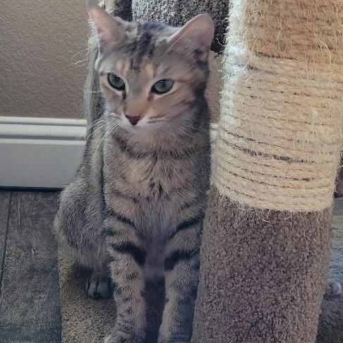 Enlarge JASMN, a Adoptable Tabby in Escalon, CA image 17/17