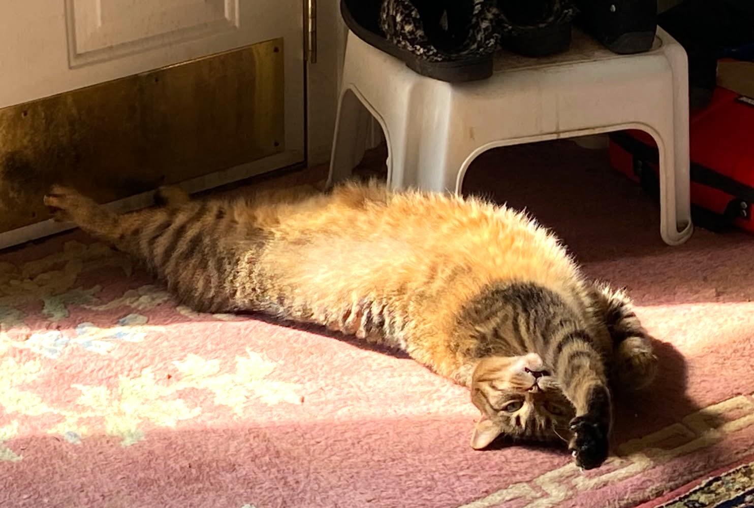 Enlarge Veda    (Love Bug), a ADOPTABLE Manx in Ypsilanti, MI image 6/6