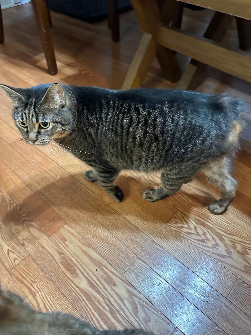 Veda    (Bonded to Alexis), ADOPTABLE, Adult Female Manx.