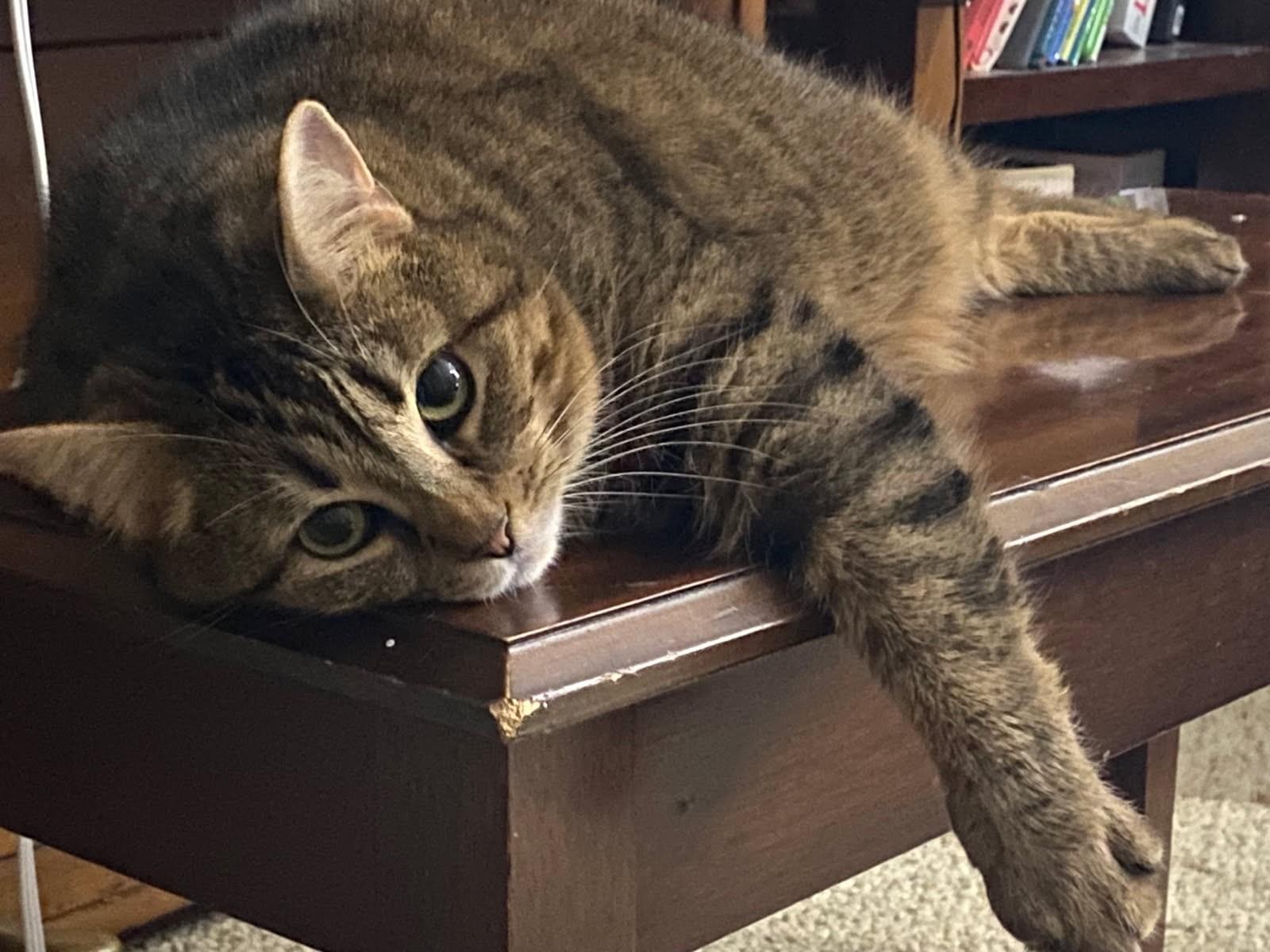 Enlarge Veda    (Love Bug), a ADOPTABLE Manx in Ypsilanti, MI image 1/6