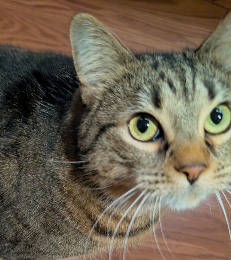 Veda (Bonded to JJ), a ADOPTABLE Manx in Ypsilanti, MI image 1/5