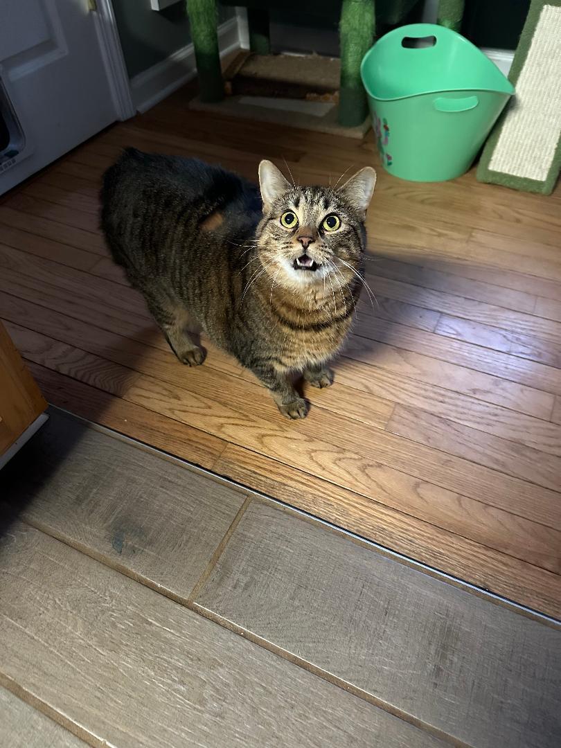 Enlarge Veda    (Bonded to Alexis), a ADOPTABLE Manx in Ypsilanti, MI image 3/3