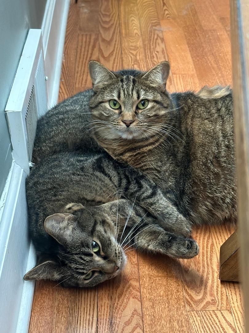 Enlarge Veda    (Bonded to Alexis), a ADOPTABLE Manx in Ypsilanti, MI image 2/3