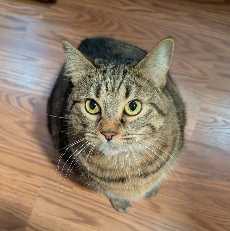 Veda (Bonded to JJ), a ADOPTABLE Manx in Ypsilanti, MI image 2/5