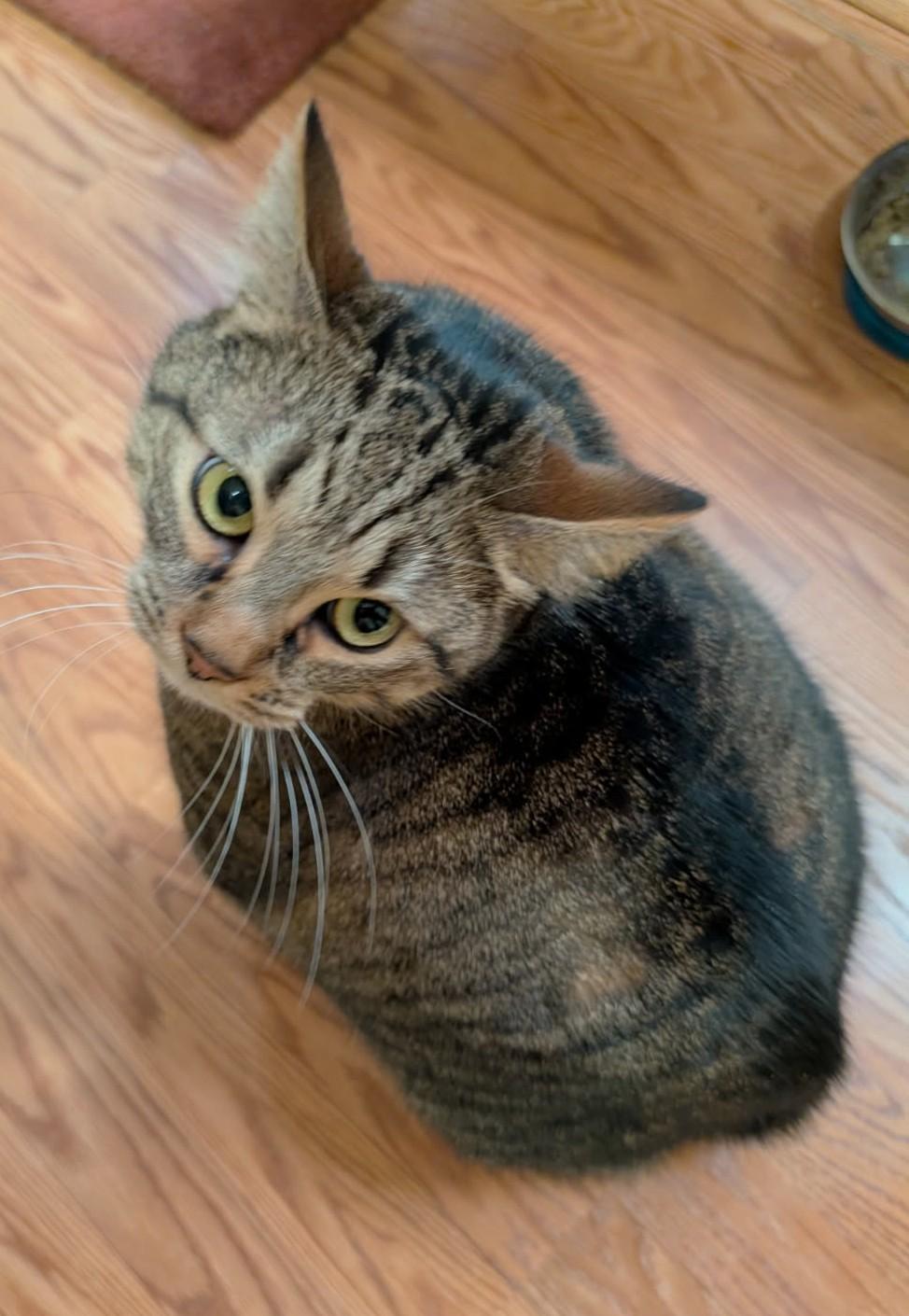 Veda (Bonded to JJ), a ADOPTABLE Manx in Ypsilanti, MI image 3/5