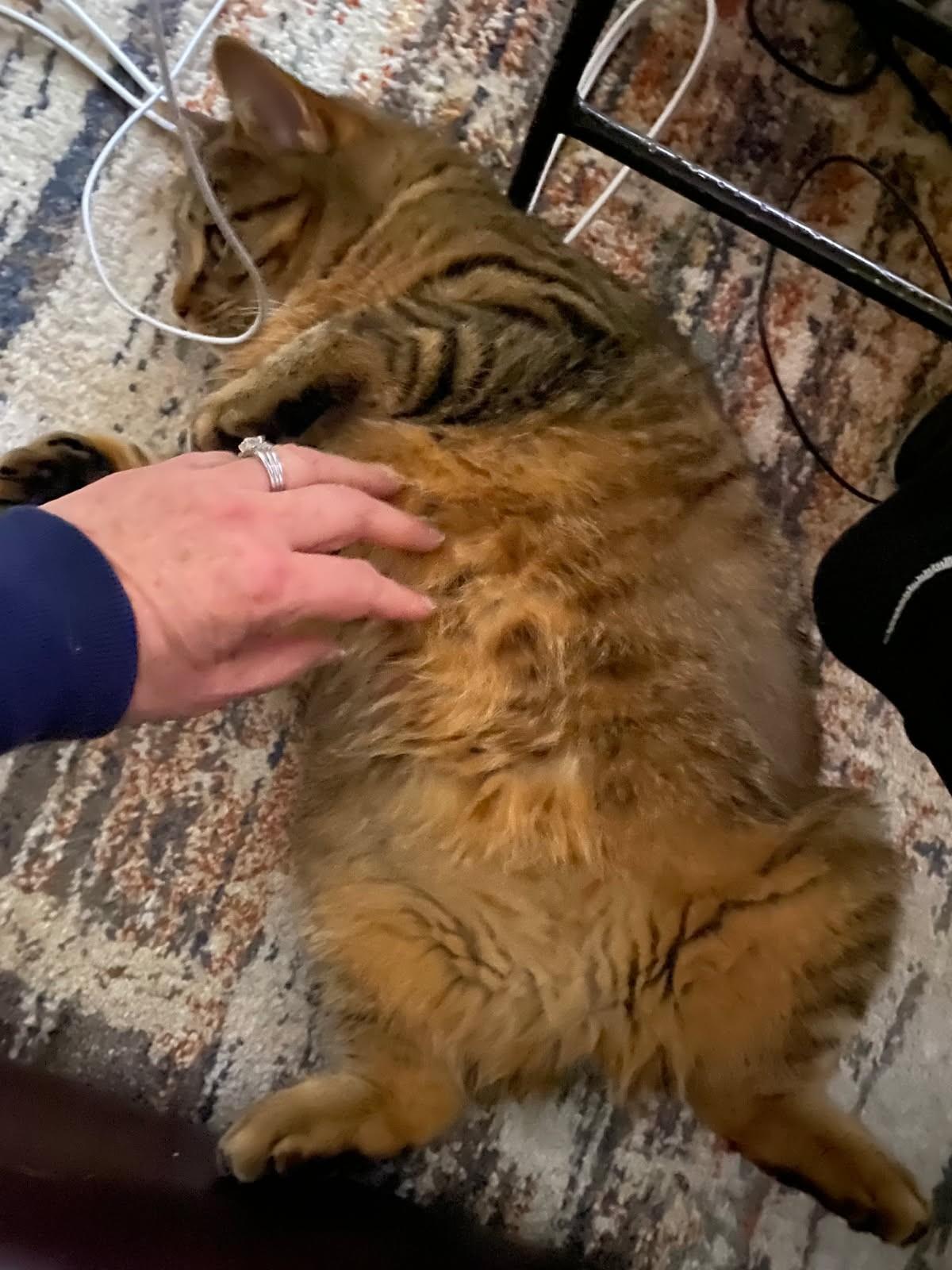 Enlarge Veda    (Love Bug), a ADOPTABLE Manx in Ypsilanti, MI image 2/6