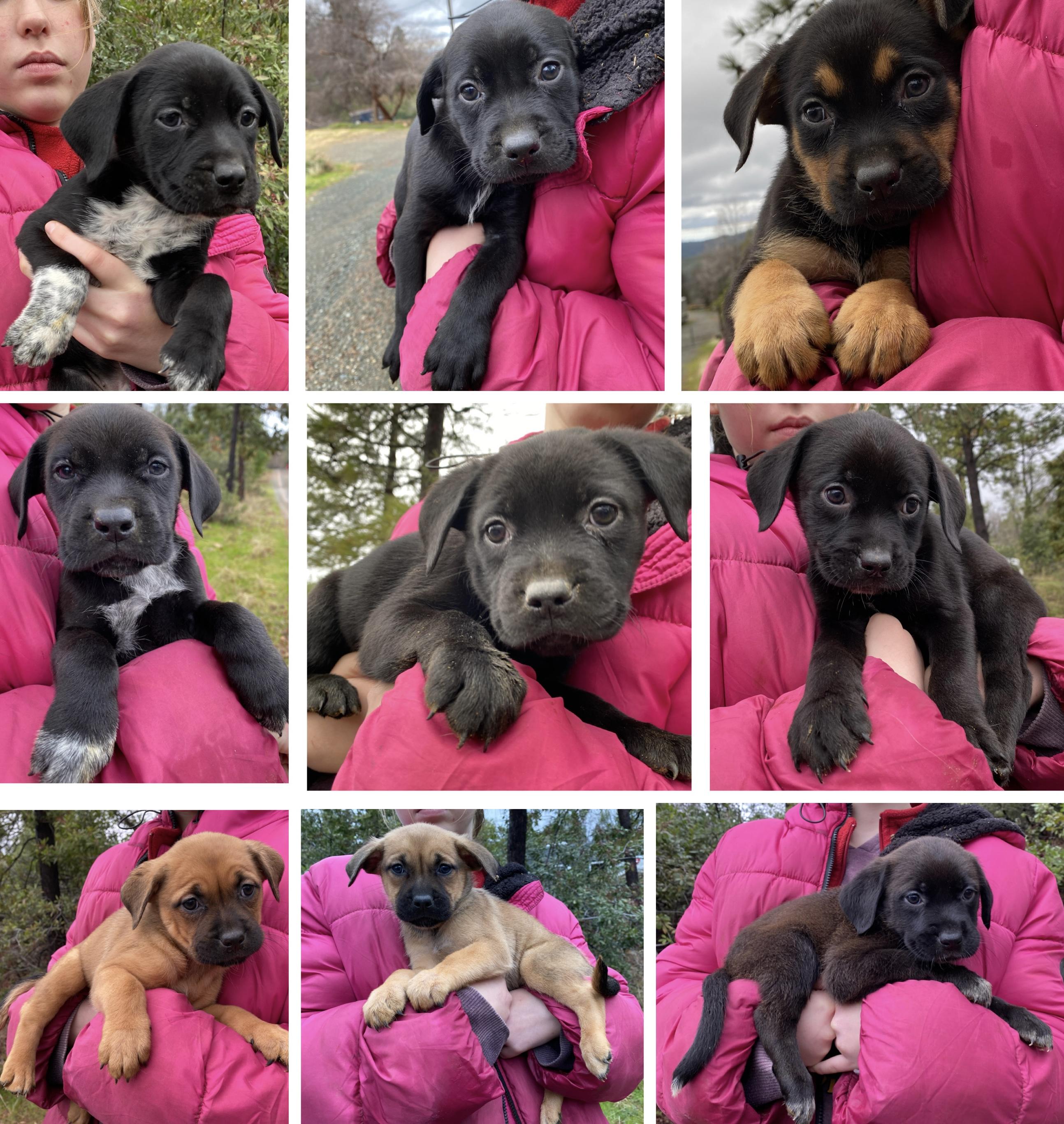 Lily’s Puppies Girls photo 1
