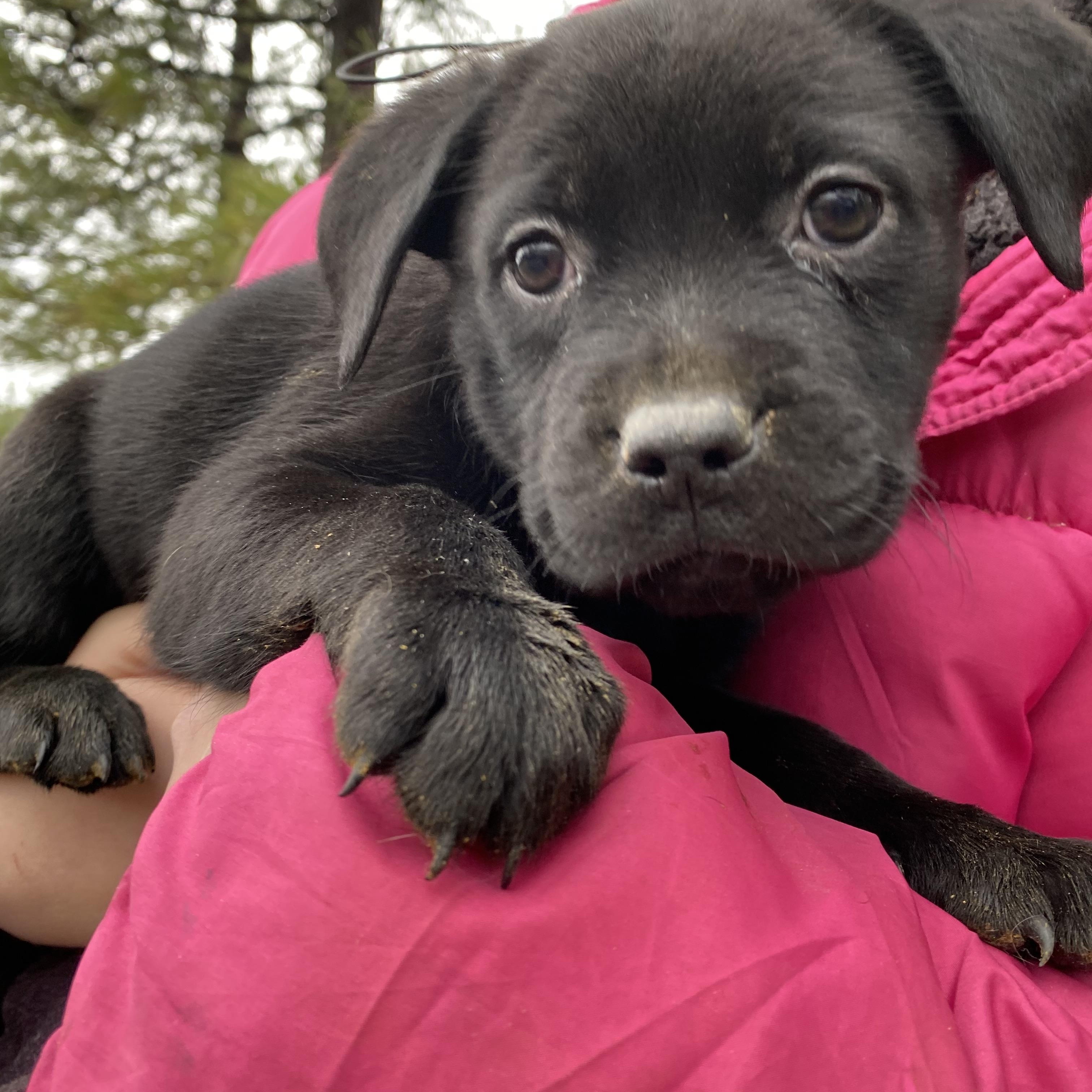 Lily’s Puppies Girls thumbnail 2