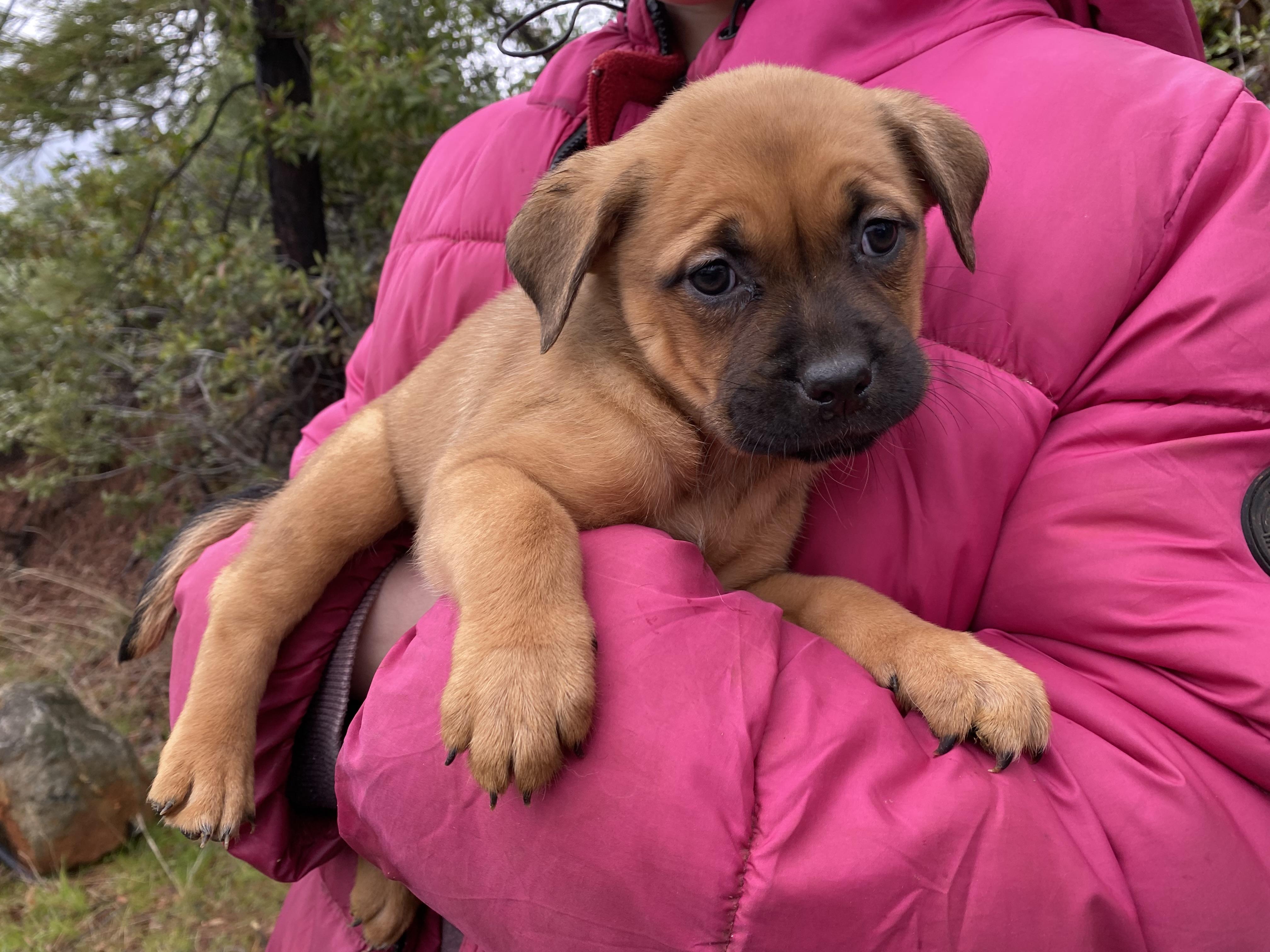 Lily’s Puppies Girls thumbnail 3