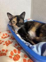 Enlarge Callie , an adopted mixed breed in Salem, NH image 2/2