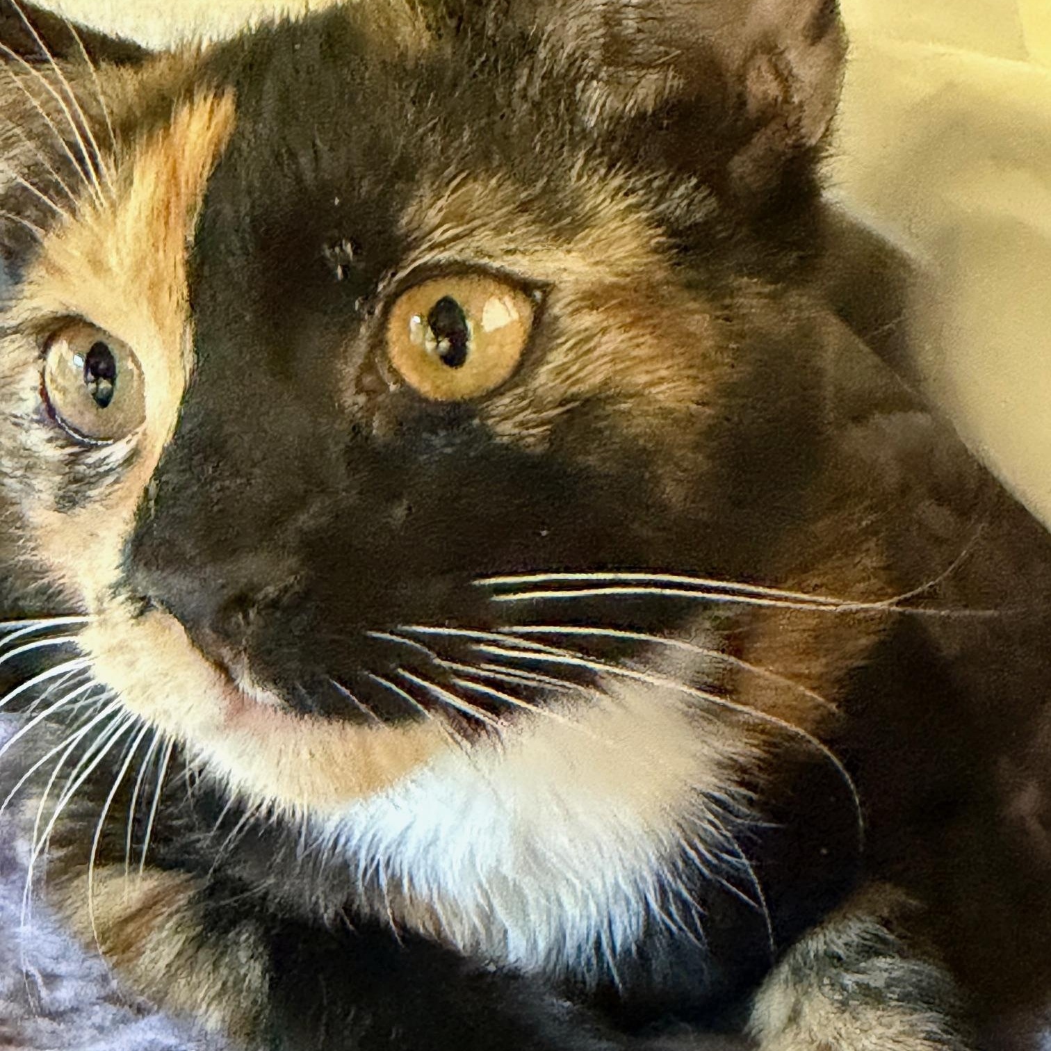 Callie , adopted, Kitten Female Domestic Short Hair.