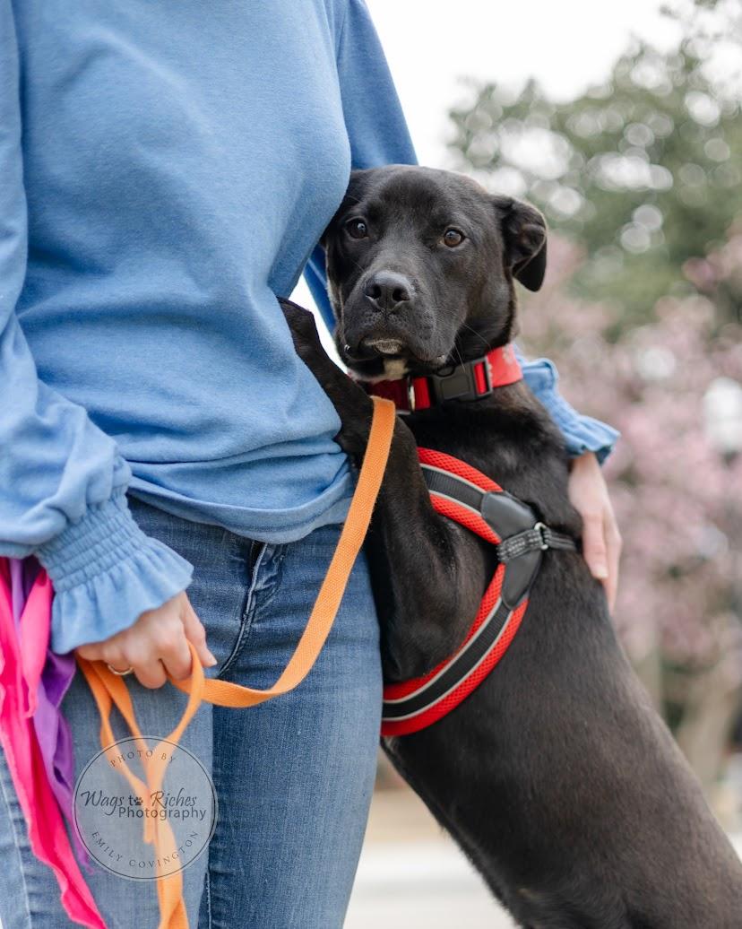 BAGEL, a Adoptable Labrador Retriever in Homewood, AL image 2/3