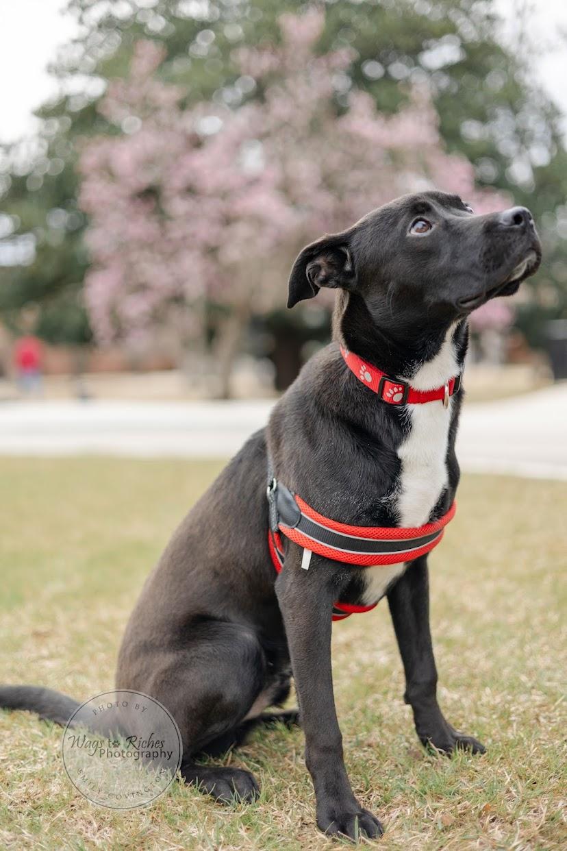 BAGEL, a Adoptable Labrador Retriever in Homewood, AL image 3/3