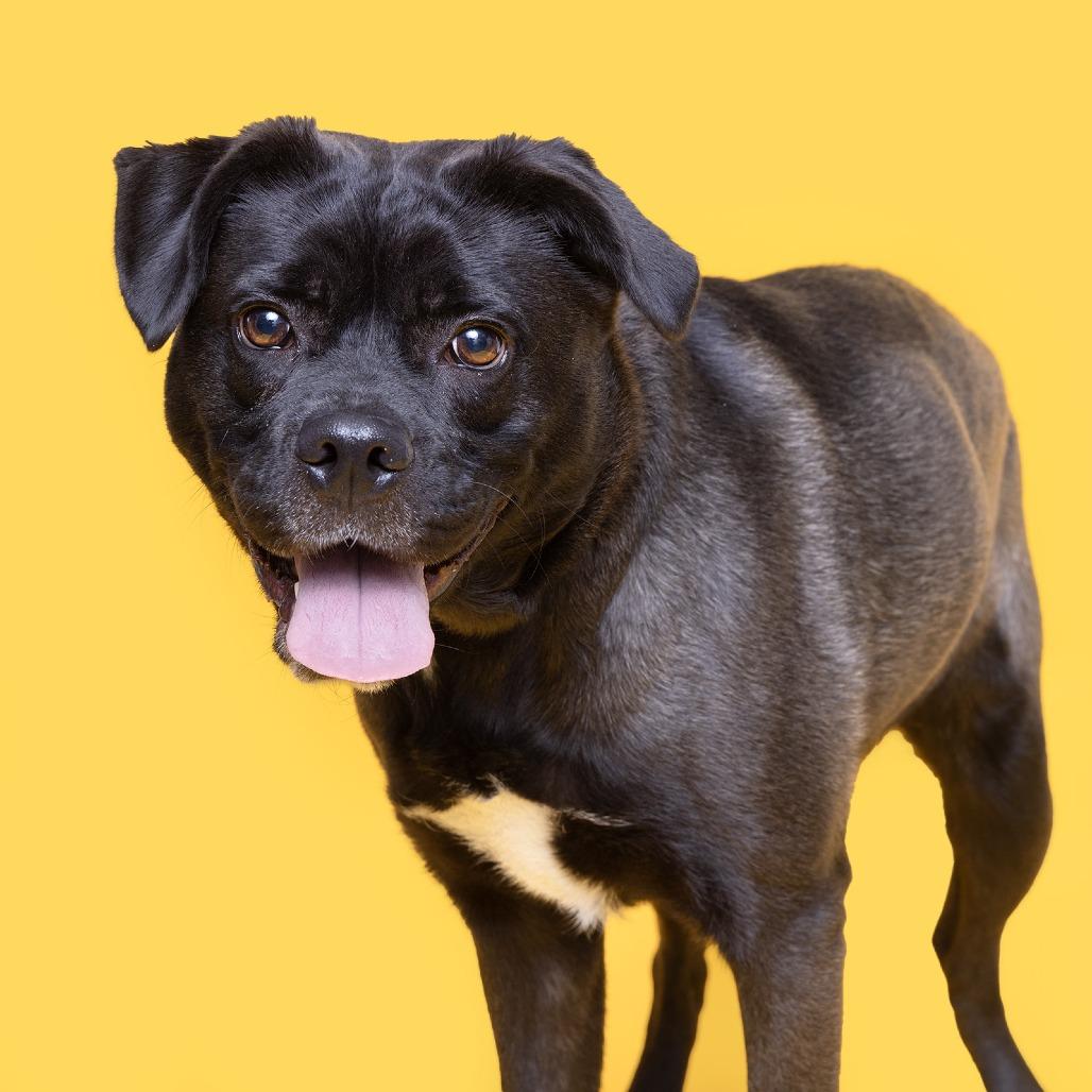 Enlarge Ramona, a Adoptable mixed breed in Franklin, TN image 1/3