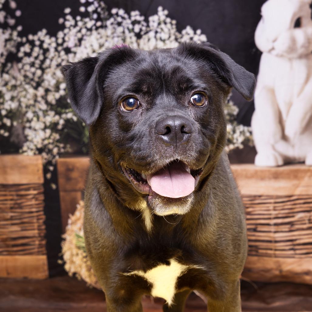 Enlarge Ramona, a Adoptable mixed breed in Franklin, TN image 2/3