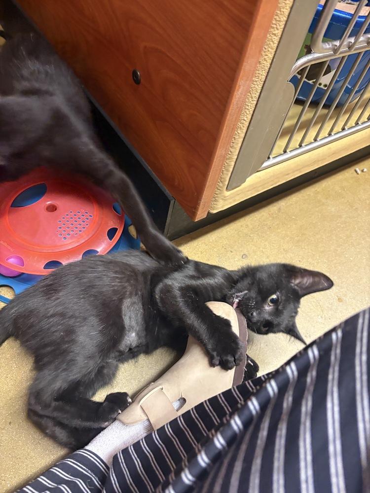 Elton John, Adoptable, Kitten Male Domestic Short Hair.