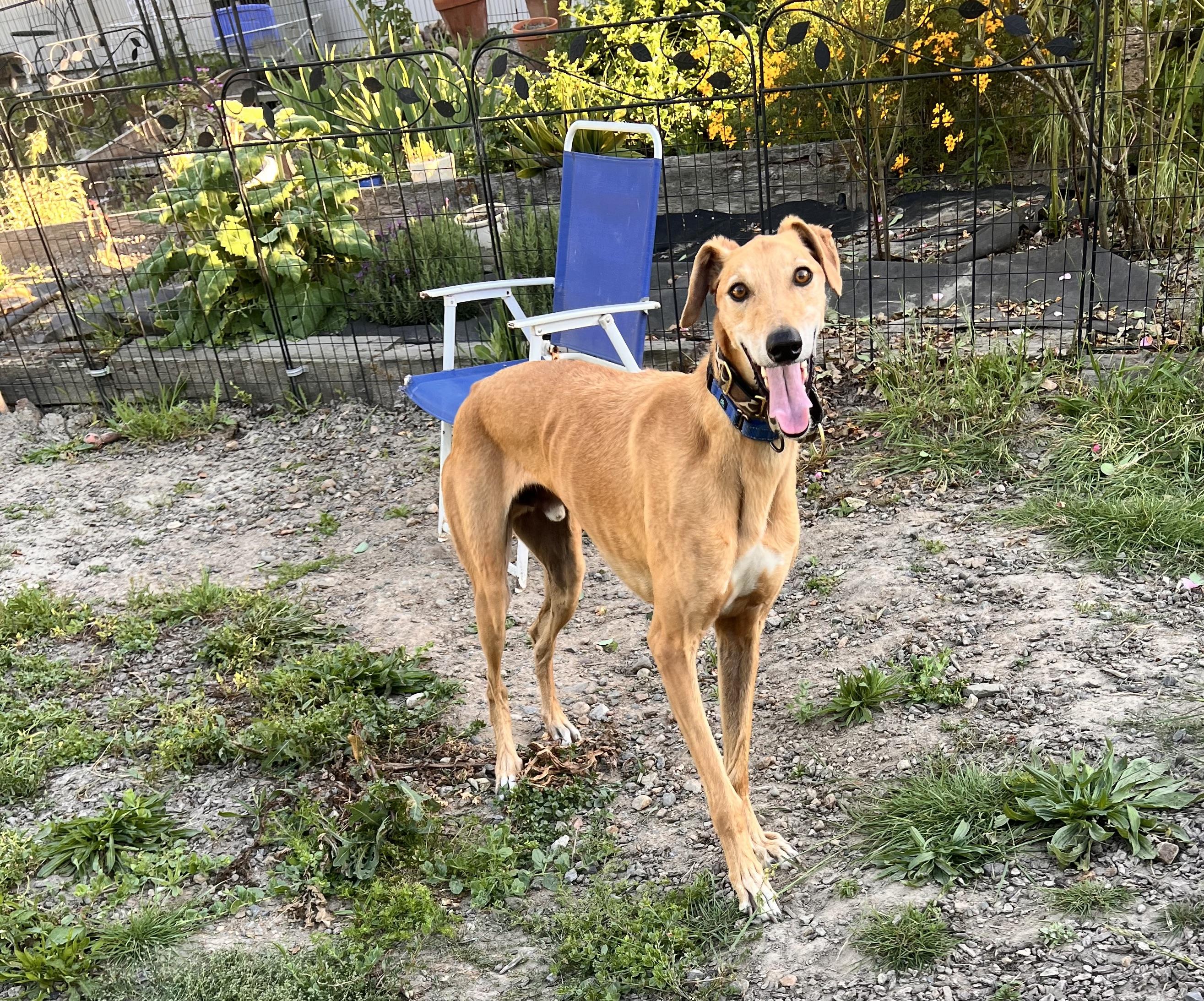 Jack, a ADOPTABLE mixed breed in Santa Rosa, CA image 1/3
