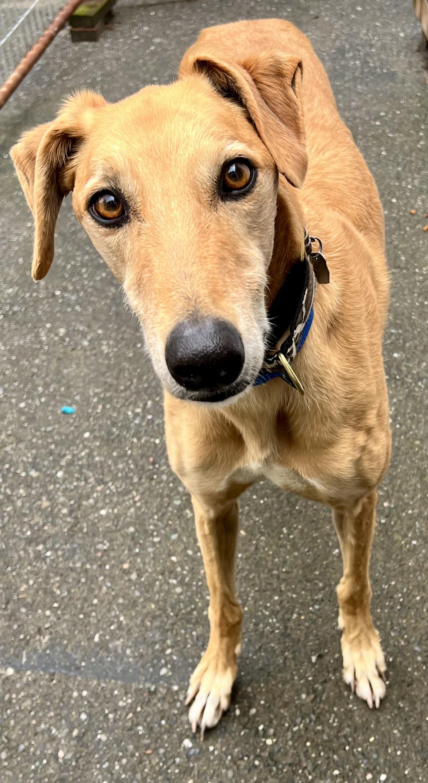 Jack, a ADOPTABLE mixed breed in Santa Rosa, CA image 3/3