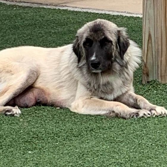 Shay, Adopted, Young Female Anatolian Shepherd.