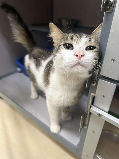 ROCKY, Adoptable, Adult Male Domestic Short Hair.