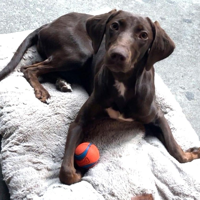 Enlarge Darby, a ADOPTABLE mixed breed in Irmo, SC image 3/3