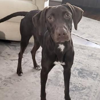 Darby, ADOPTABLE, Young Female German Shorthaired Pointer.
