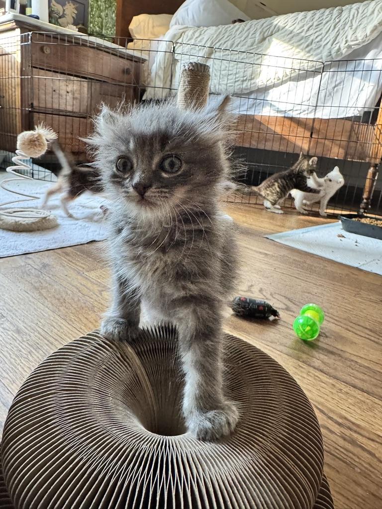 Donkey, Adoptable, Kitten Male Domestic Long Hair.