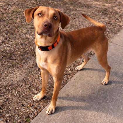 Samuel, Adoptable, Adult Male Retriever & Mixed Breed.