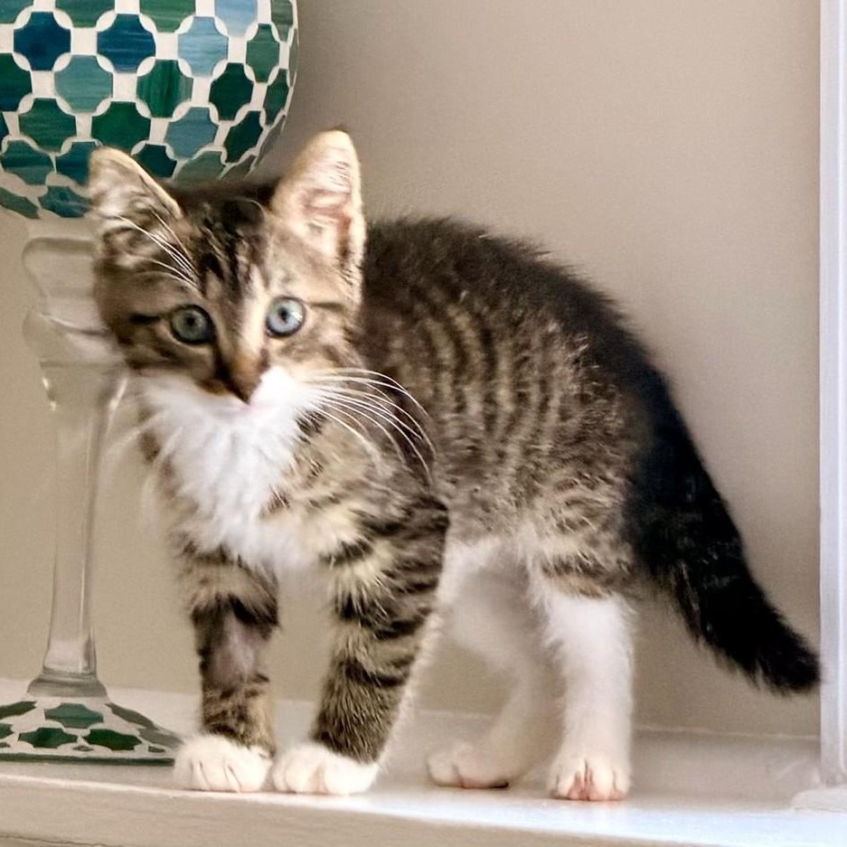 Enlarge Rex, a Adopted Tabby in Closter, NJ image 3/3