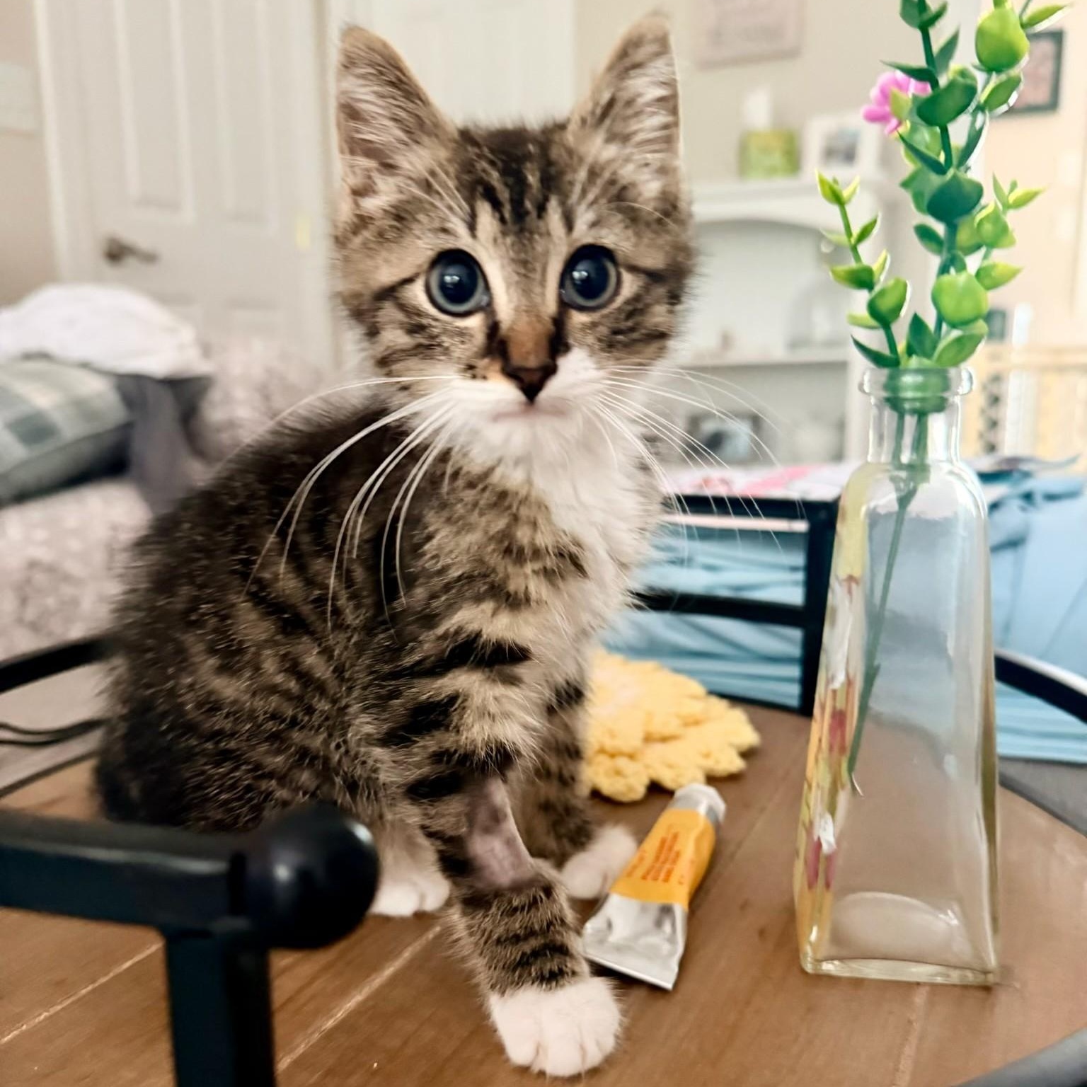 Rex, Adopted, Kitten Male Tabby.