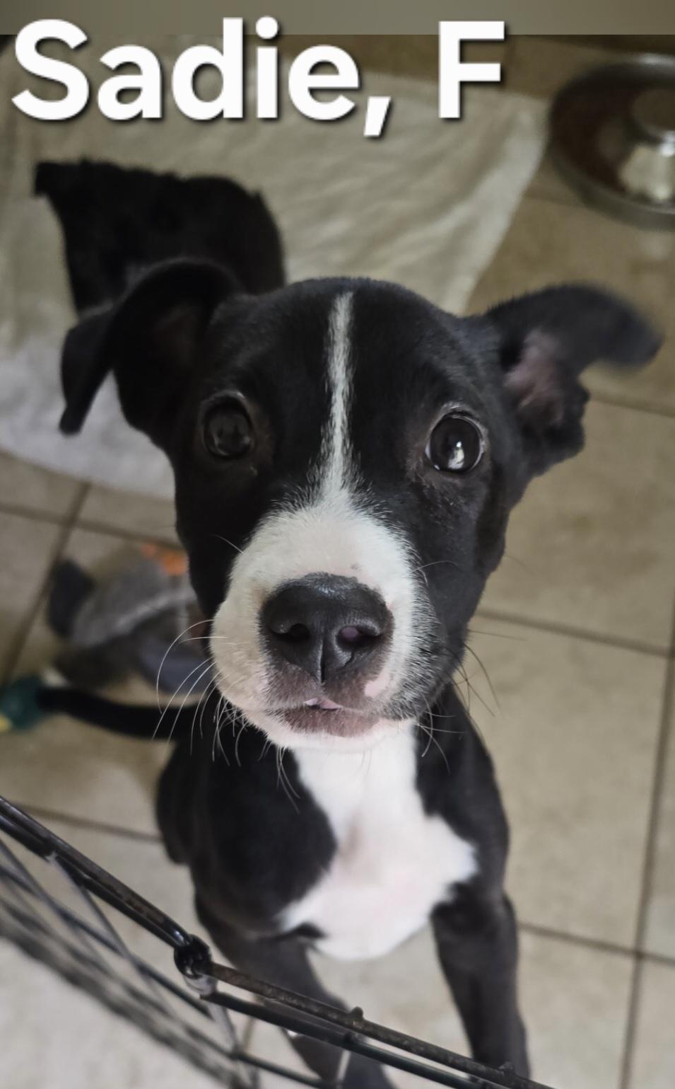 Sadie, adoptable, Puppy Female Labrador Retriever.