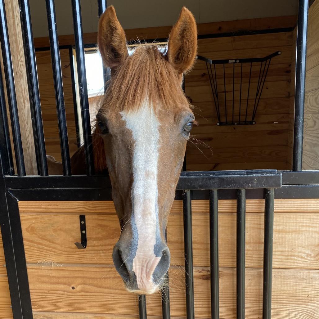 Ginger, Adult Female unknown