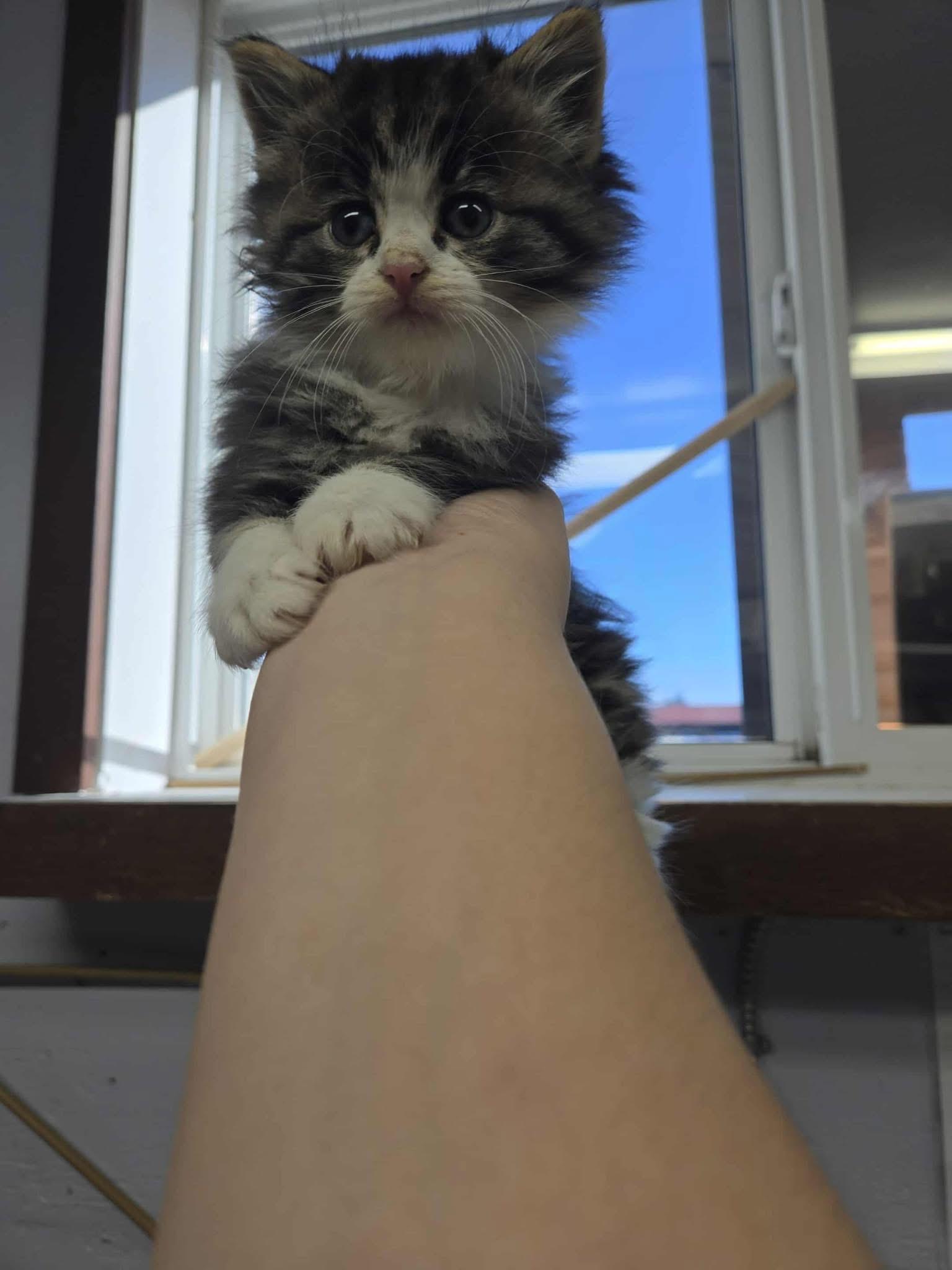 Enlarge Cosmo, an adopted Domestic Medium Hair in Courtenay, BC image 2/2