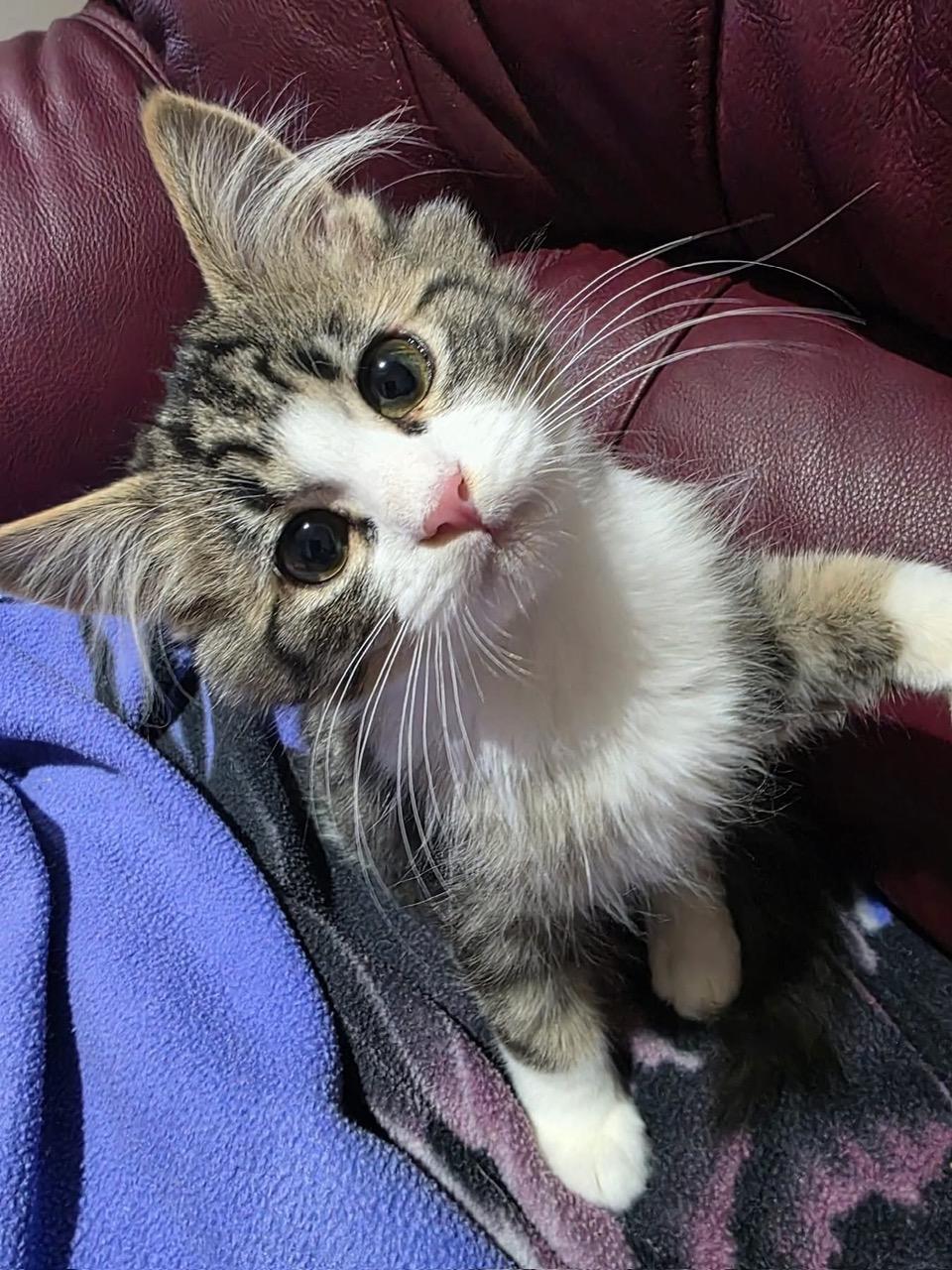 Enlarge Cosmo, an adopted Domestic Medium Hair in Courtenay, BC image 1/2