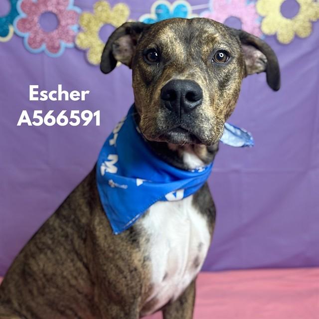 ESCHER, Adoptable, Young Male Pit Bull Terrier & Mixed Breed.